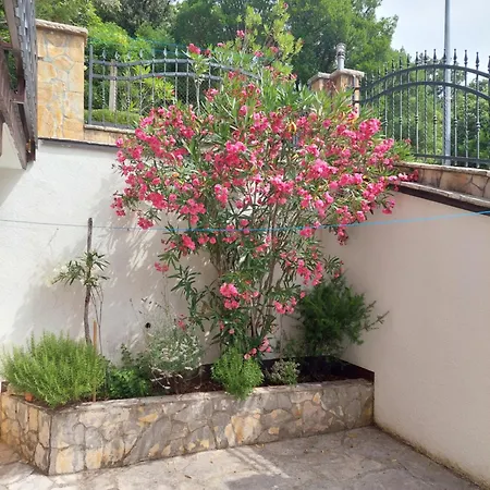 Delfin ポセダリェ